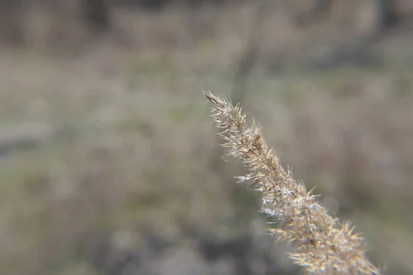 Tall Consisting Fluffy Thorns Dried Yellow Grass — Stock Photo, Image