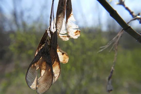 Mot Bakgrund Ängsgräs Och Annan Vegetation Hänger Flera Grenar Med — Stockfoto