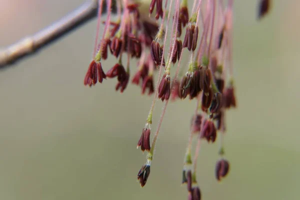 Novo Jovem Peludo Fofo Longo Estames Flor Rosa Com Borlas — Fotografia de Stock