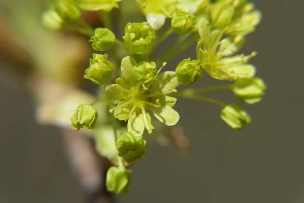 Maioria Das Flores Verdes Claras Florescentes Pequenos Ramos — Fotografia de Stock