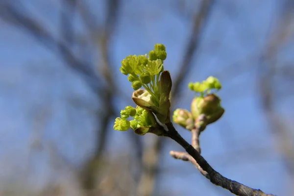 Folhas Macias Verdes Uma Árvore Parque Das Quais Brotam Flores — Fotografia de Stock