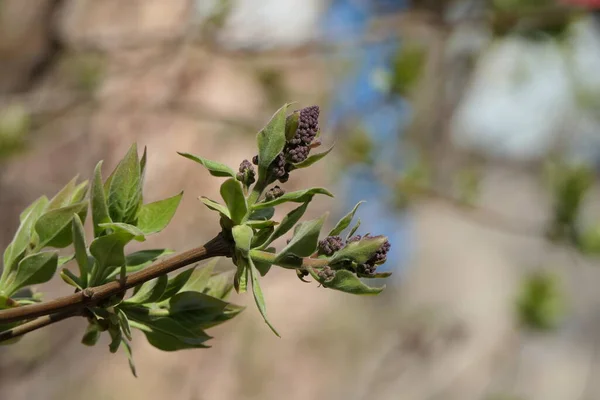 Delicado Gracioso Ramo Lilás Com Folhas Verdes Jovens Flores Roxas — Fotografia de Stock