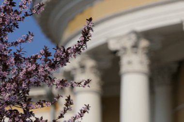 Sütunları ve alçı kalıpları olan eski bir sarayın arka planında şeftali dalları üzerinde yoğun pembe çiçekler yetişen hoş bir resim..