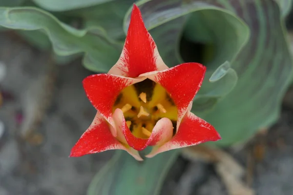 Egy Nyitott Tulipán Skarlát Szirmokkal Sárga Fekete Foltokkal Közepén Hosszú — Stock Fotó