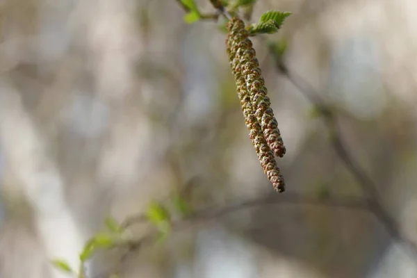 Mooie Lange Ruwe Oorbellen Van Lichtbruine Kleur Die Zeer Vergelijkbaar — Stockfoto