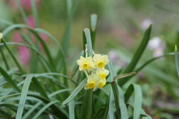 Blommor Narcissus Helt Gul Xer Rheten Och Runt Nga Grã — Stockfoto