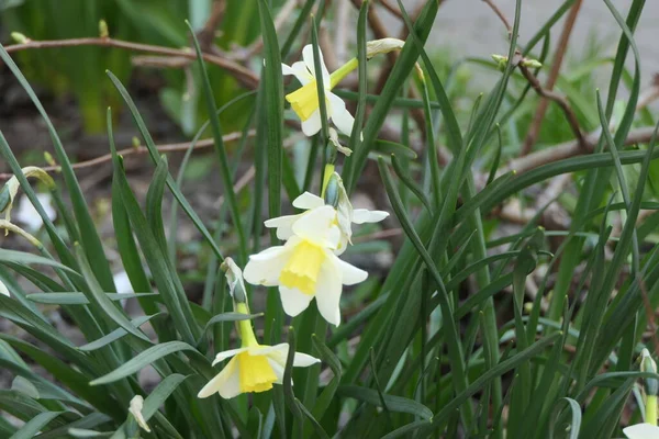 Vita Blomhuvuden Narcis Med Huvudet Nedåt Med Öppna Vita Kronblad — Stockfoto