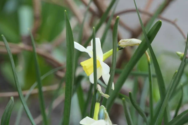 Två Vita Huvuden Narcis Blomma Båda Med Öppna Kronblad Omgivna — Stockfoto