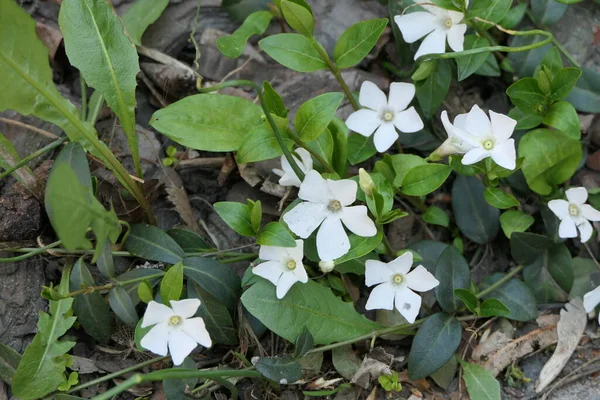 Skupina Květů Bílými Okvětními Lístky Nažloutlými Středními Hustými Zelenými Listy — Stock fotografie