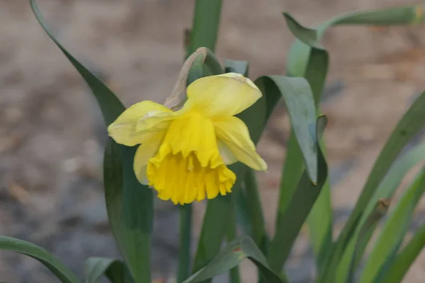 Den Vackra Huvudet Narcis Blomma Med Känsliga Gula Kronblad Och — Stockfoto