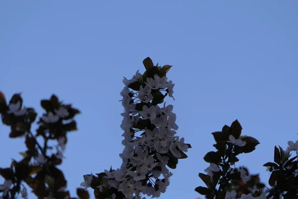 Pozadí Jasné Jasné Oblohy Několik Větví Broskve Malými Hustými Květy — Stock fotografie