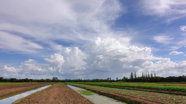 Zeitraffer weißer Wolken mit blauem Himmel über dem Gemüsebeet. — Stockvideo