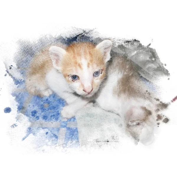 Weiße und orangefarbene Kätzchen — Stockfoto