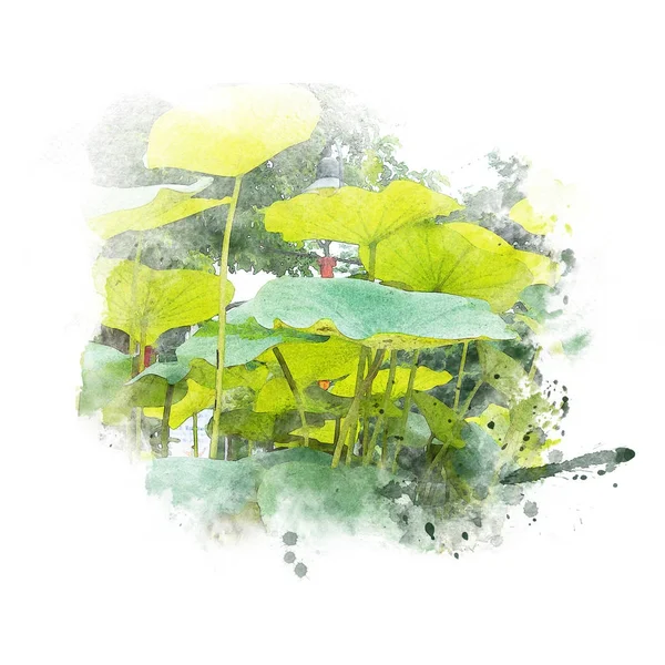 Gröna lotusblad — Stockfoto