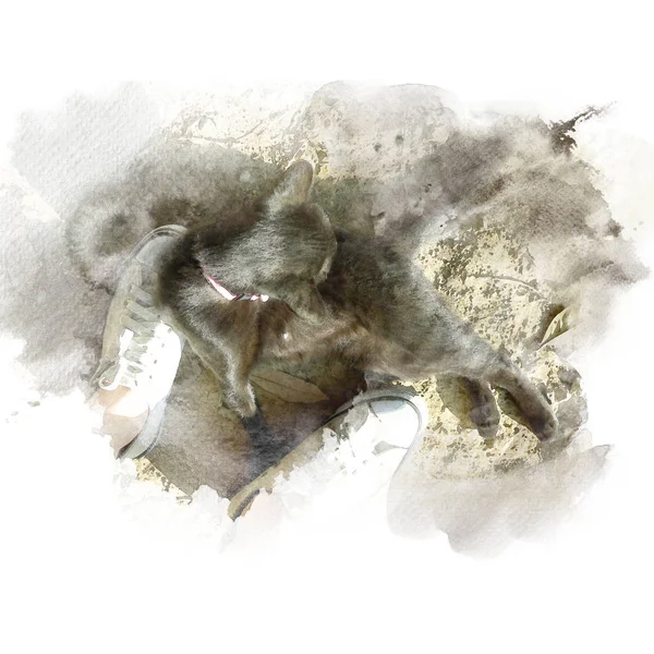 Siyah kedi ve adamın ayakları.