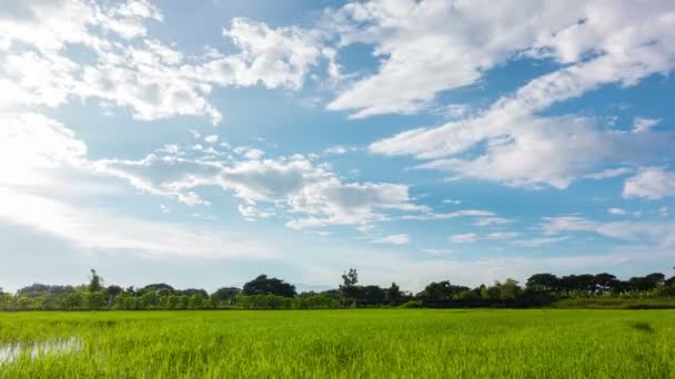 Risfält med vacker himmel. — Stockvideo