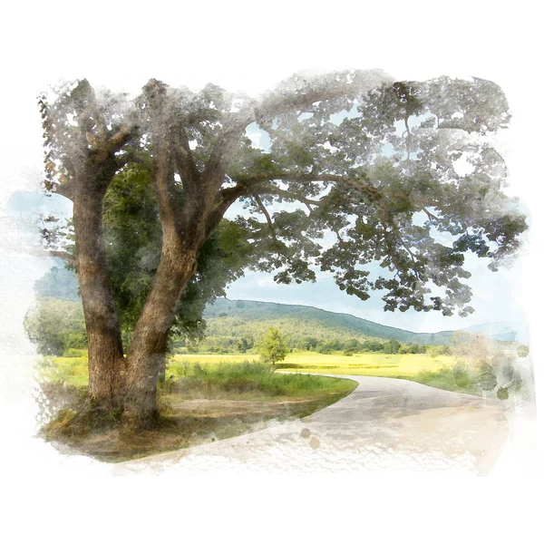 Деревенская дорога и большое дождевое дерево . — стоковое фото