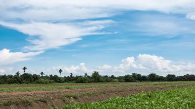 Mavi gökyüzü beyaz hareketli ve sebze arsa üzerinde haddeleme bulutlu. 4 k zaman atlamalı görüntüleri.