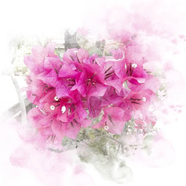 Pink blossom bougainvillea flower. — Stock Photo, Image