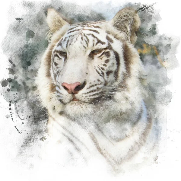 Weißer bengalischer Tiger. Stockbild