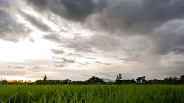 Молодое Растение Рисовом Поле Красивым Сумеречным Небом Облаком После Дождя — стоковое видео