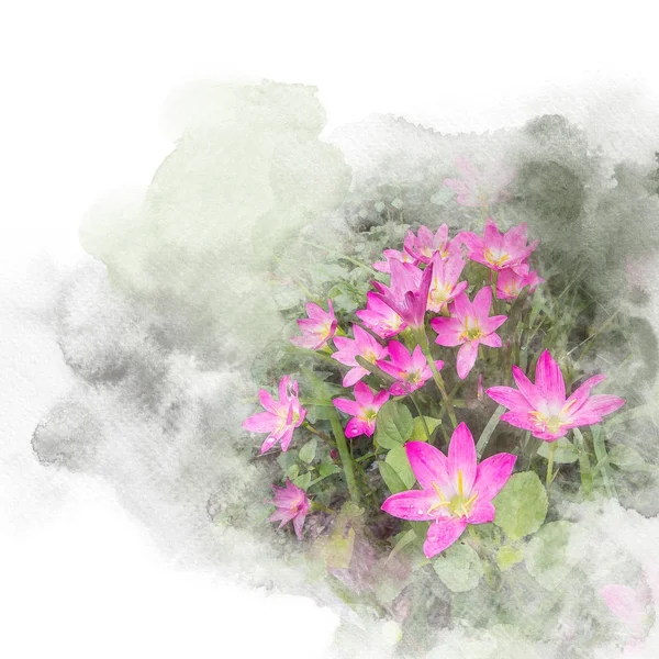 Illustration of blossom pink rain lily flower. — Stock Photo, Image