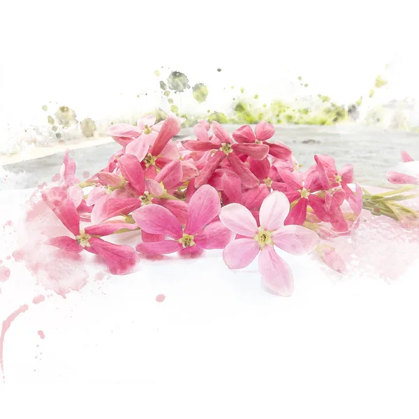 花粉红色的花朵 (仰光爬山虎) — 图库照片