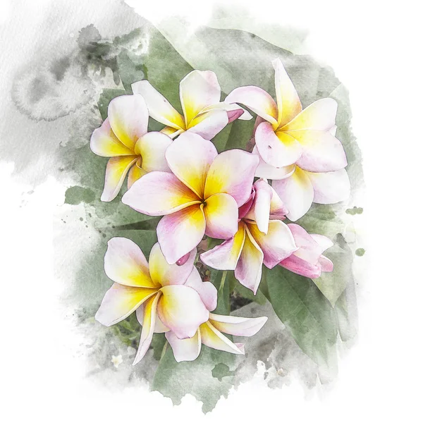 꽃 plumeria 꽃. — 스톡 사진