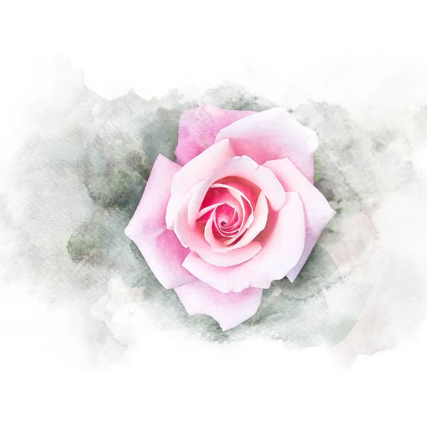 Rose fleur rose . — Photo