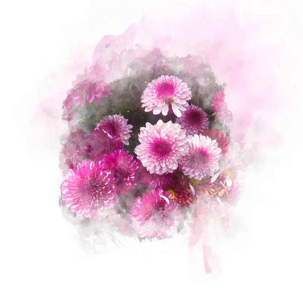 Illustration of blossom chrysanthemum flower. — Stock Photo, Image