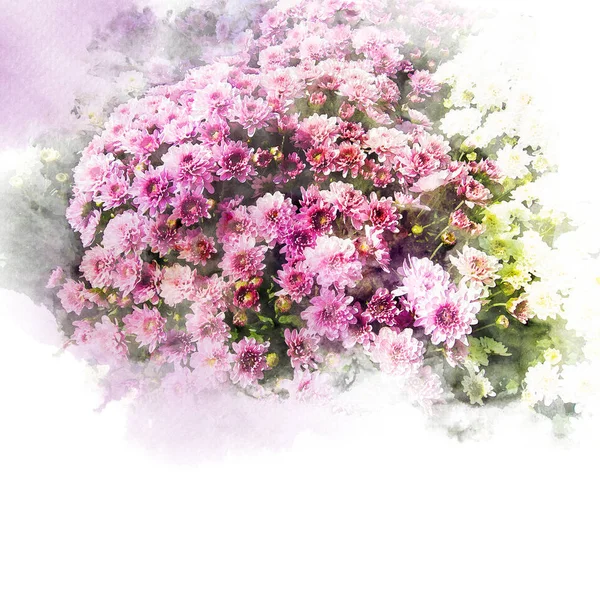 Illustrazione del fiore di crisantemo in fiore . — Foto Stock