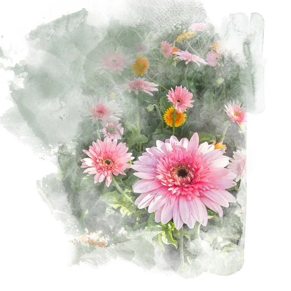 Gerbera di fiori . — Foto Stock