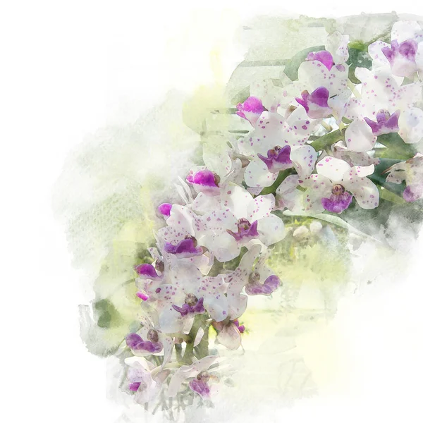 Illustrazione di bella orchidea in fiore . — Foto Stock