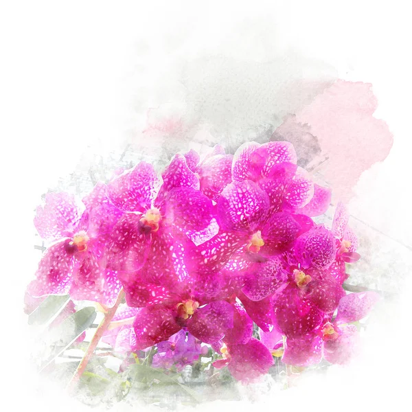 Иллюстрация красивой цветущей орхидеи . — стоковое фото