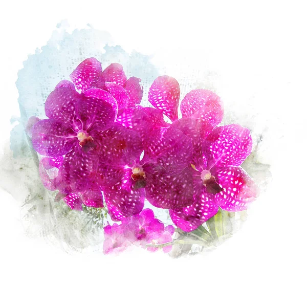 Illustrazione di bella orchidea in fiore . — Foto Stock