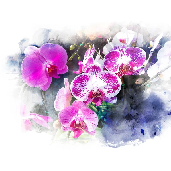 Illustrazione di bella orchidea in fiore . — Foto Stock