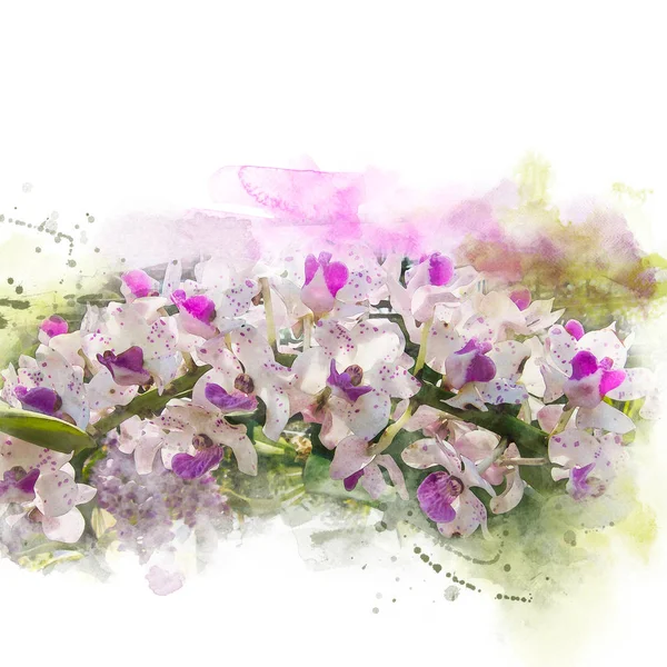 Illustratie van prachtige bloesem orchid. — Stockfoto