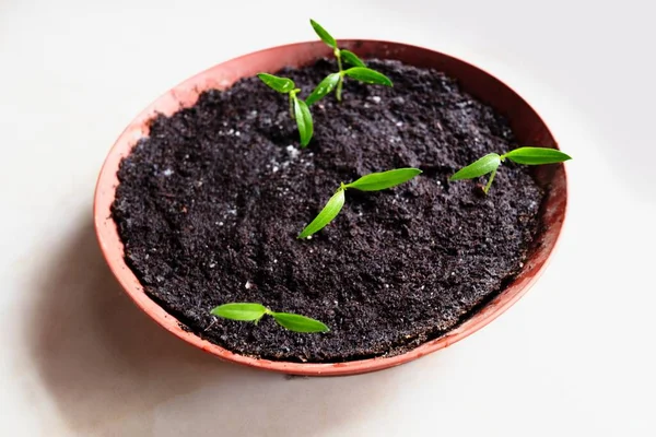 Piccoli Impianti Giovani Pepe Che Crescono Una Pentola Fiore — Foto Stock