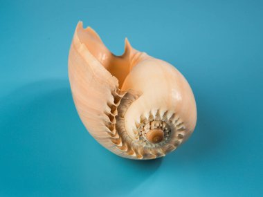 Mavi arka planda deniz kabuğu