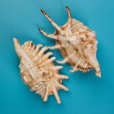 Mavi arka planda deniz kabuğu