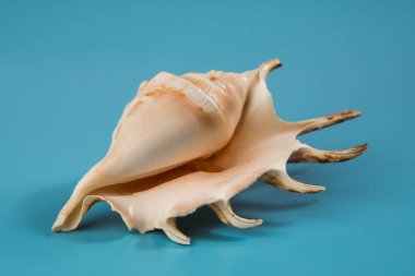 Mavi arka planda deniz kabuğu