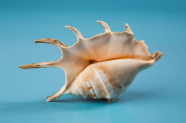 Mavi arka planda deniz kabuğu