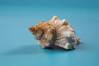Mavi arka planda deniz kabuğu