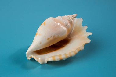 Mavi arka planda deniz kabuğu