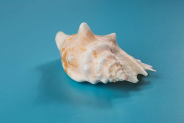 Mavi arka planda deniz kabuğu