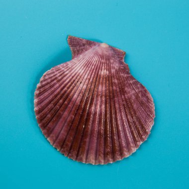 Mavi arka planda deniz kabuğu