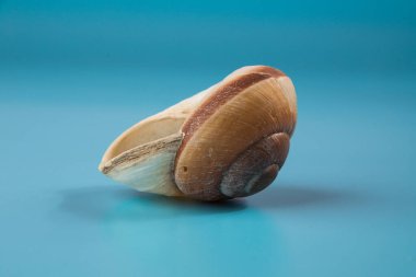 Mavi arka planda deniz kabuğu