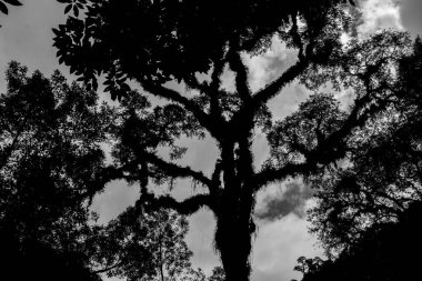 Dallı kıvrımlı uzun ağaç ve gökyüzü arkaplanda bulutlarla.