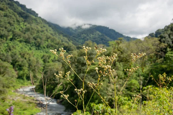 Primo piano di fiori selvatici con foresta lussureggiante montagnosa blury in t — Foto Stock