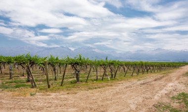 Mendoza 'daki Uco Vadisi' nin arka planında üzüm bağı ve And Dağları olan güzel kırsal alan. Arjantin